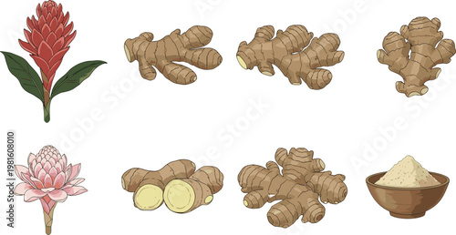 Ginger and turmeric root botanical set with flowers and spice powder