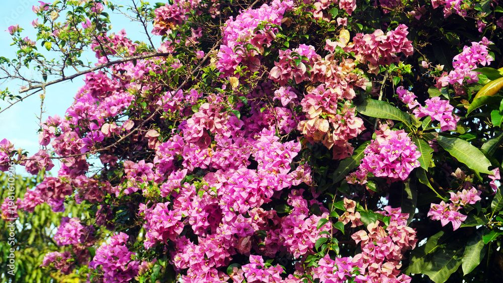 Fototapeta premium Dense cluster of bright pink and magenta bougainvillea flowers covering leafy green plant. Blossoms contrast vividly with foliage and clear blue sky in background.