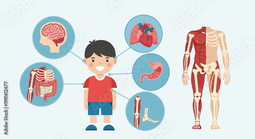 A cartoon illustration of a young boy with various internal organs and skeletal system highlighted, depicting human anatomy.