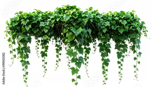 Hanging vines with lush, green foliage isolated on a white background, cascading down