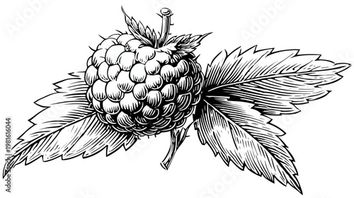 Detailed black and white botanical illustration of a berry fruit with leaves