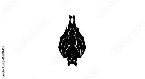 Black Bat Hanging Upside Down.