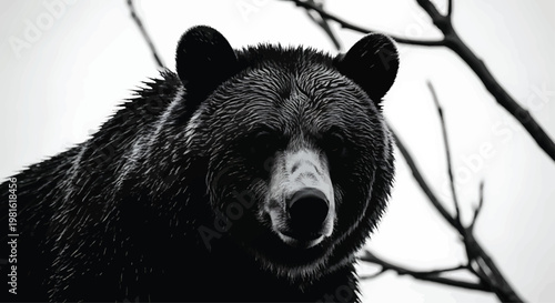 Black Bear Looking Directly at Camera in Monochrome