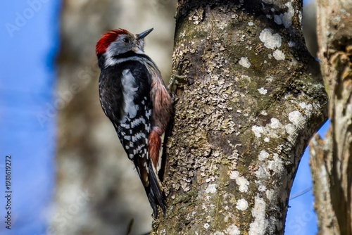 Middle Spotted Woodpecker (Dendrocoptes medius) perched on a tree trunk in natural forest habitat. Close-up wildlife photograph showing detailed plumage, red crown and natural woodland background. 