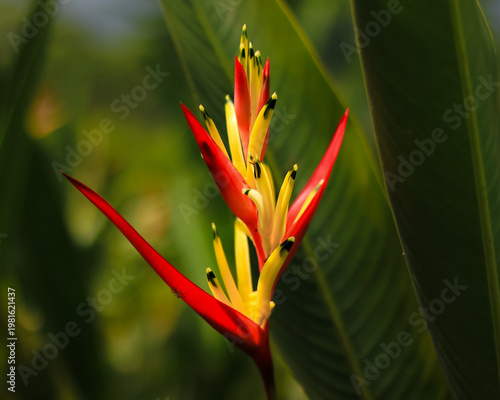 heliconia flower blooms in the garden. heliconia flower latin named heliconia psittacorum. heliconia flower from heliconiaceae family. this plant have beauty flower and grow in the tropical