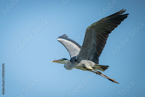 Photos A grey heron (Ardea cinerea) flying in the sky
