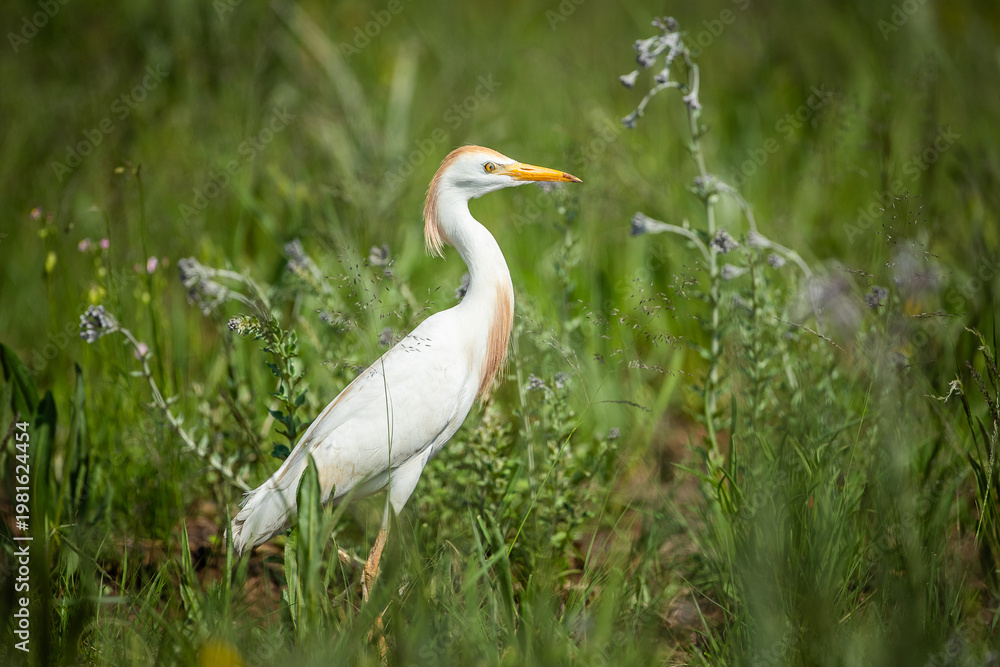 Obraz premium A great egret (Ardea alba) walking through a field looking for food