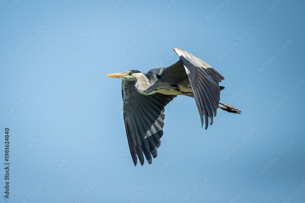 Fototapeta premium A grey heron (Ardea cinerea) flying in the sky