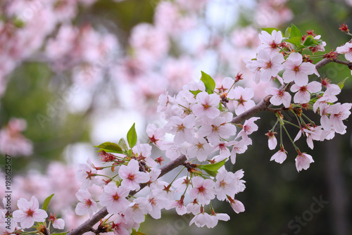 満開の桜