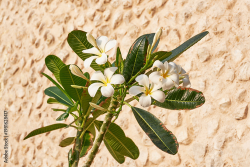 White plumeria frangipani flowers with green leaves on stone wall background