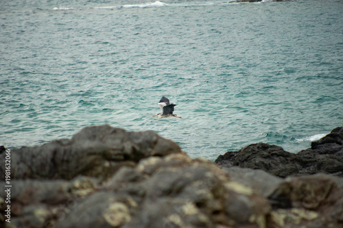 Tableau sur toile Bird Flying Over Blue Ocean with Volcanic Rocks in Foreground in Jeju Island