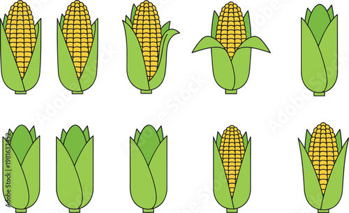 Cartoon vector illustration of corn cobs showing husk variations with yellow kernels and green leaves agricultural food design