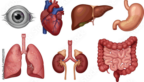 Cartoon vector illustration of human organs showing eye, heart, liver, stomach, lungs, kidneys and intestines anatomy design