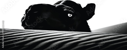 Black Cow Looking Up from Behind Fence on White Background