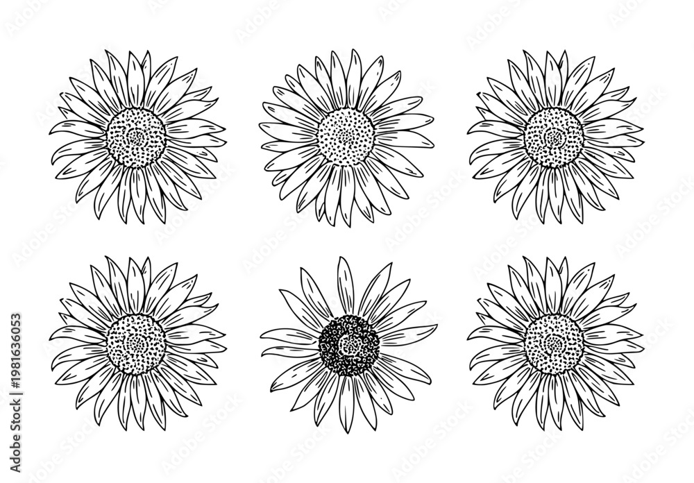 Fototapeta premium Hand-drawn black outline sunflowers arranged in rows white background, floral nature