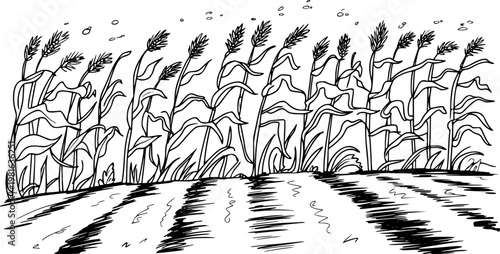 Quadro em tela Hand-drawn black and white of a field with tall stalks of grain or corn swaying
