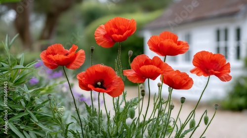 Red poppy flowers blooming in summer garden with house