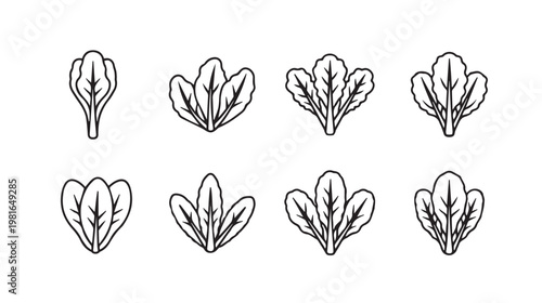 Leafy Greens Icons Set Various Salad Leaves Simple Line Art