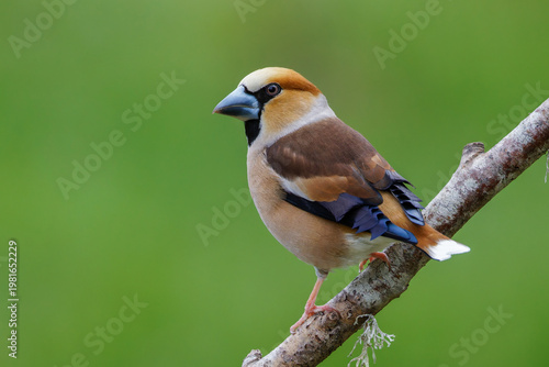 Fotografija Kernbeißer (Coccothraustes coccothraustes)