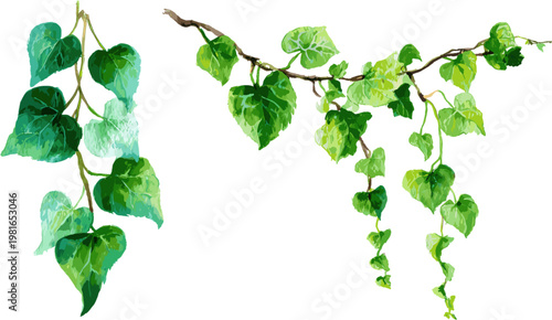 Two sets of green ivy leaves hanging down, in clip art style, isolated on a white background.