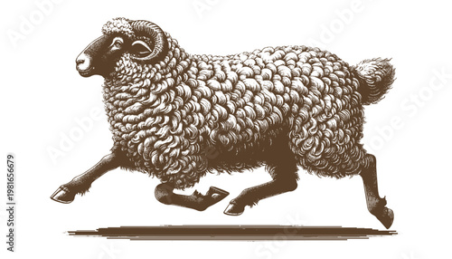 Sheep Vector