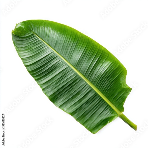 Fresh green banana leaf providing a tropical botanical element on a white background