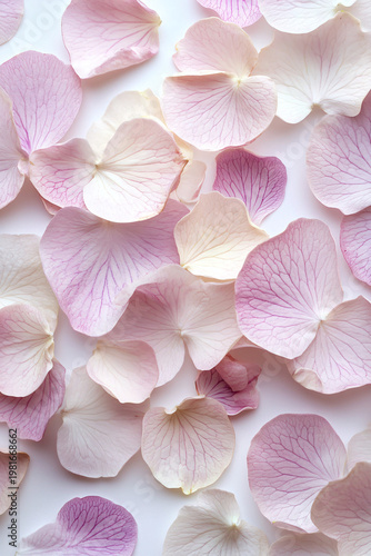Gentle Pink and White Rose Petals Scattered on White Background