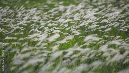 Lush Green Grassland with Delicate White Grass Plumes in Nature
