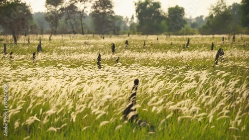 Sunlit Meadow with Tall Grass and Sparse Trees in Nature Scene