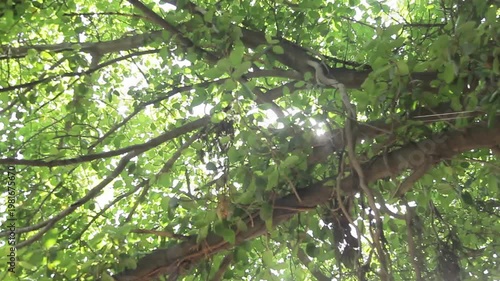 Banyan tree leaves with sun rays shining through
