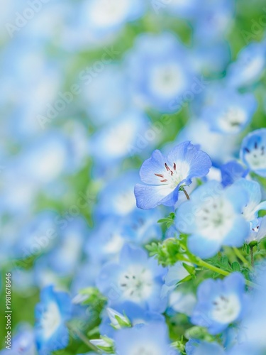 春の公園や花壇を彩るネモフィラのある風景。早春の花畑。ぼんやりした花畑のイメージ。自然風景素材。縦構図