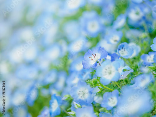 春の公園や花壇を彩るネモフィラのある風景。早春の花畑。ぼんやりした花畑のイメージ。自然風景素材。