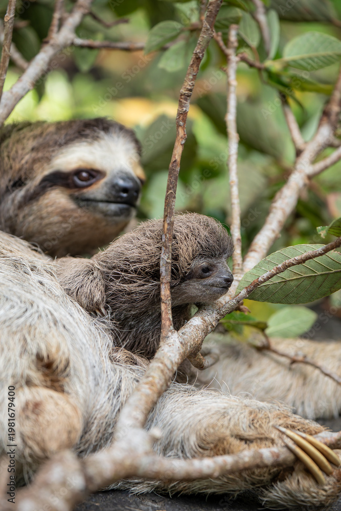 Fototapeta premium Close up of a cute baby three-toed sloth (Bradypus variegatus) resting on its mother's belly. Manzanillo, Limon, Costa Rica.