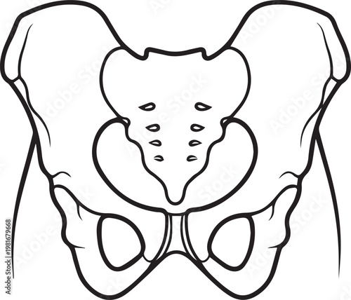 A detailed illustration of the human pelvis and sacrum in a medical context