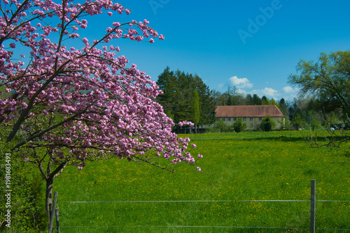 Blütezeit in Ettenheim in der Ortenau