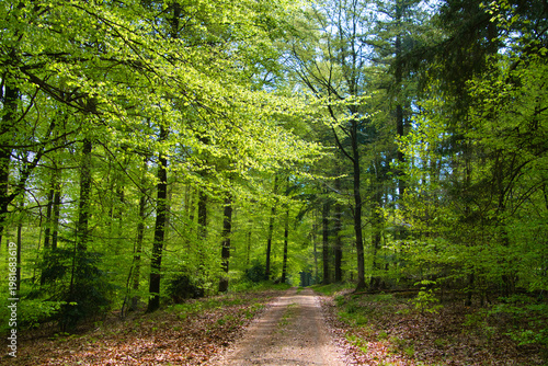 Frühlingswald im Schwarzald