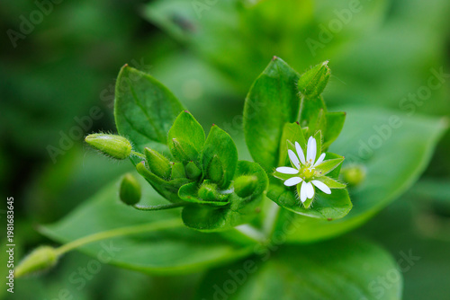 Macro of common chickweed (Stellaria media) flower and buds