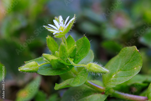 Macro of common chickweed (Stellaria media) flower and buds