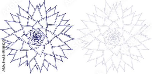 Succulent Plant Line Art Drawing with Faded Variation Isolated on White