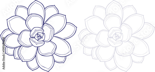 Succulent Plant Line Art Illustration isolated on white background, vector drawing