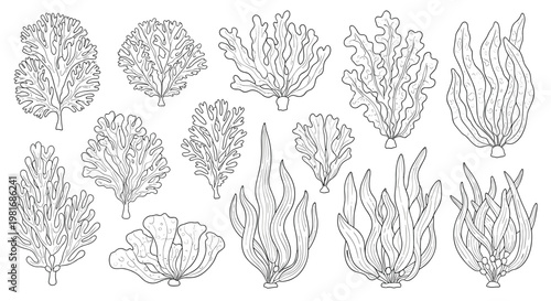 Delicate black and white sketches of various seaweed, algae, and coral species found in the ocean for botanical marine studies.