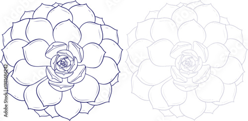 Succulent Plant Line Art Drawing Isolated on White Background
