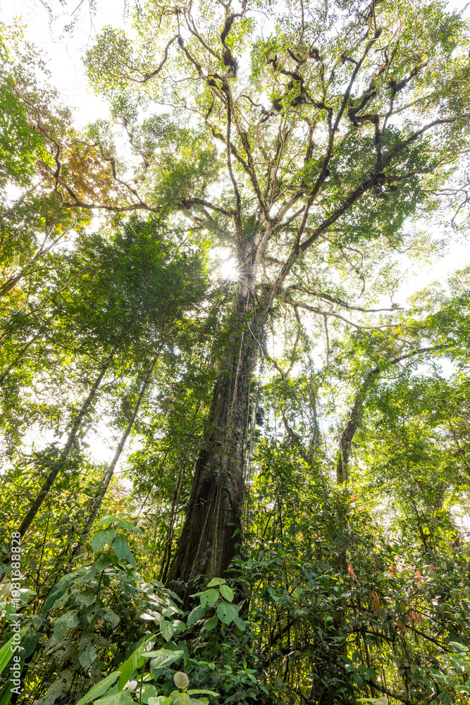 Fototapeta premium Giant tropical tree with vines and epiphytes in the rainforest. Refugio Nacional de Vida Silvestre Gandoca - Manzanillo, Costa Rica.
