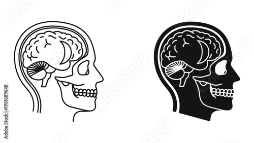 Human skull anatomy side profile illustration
