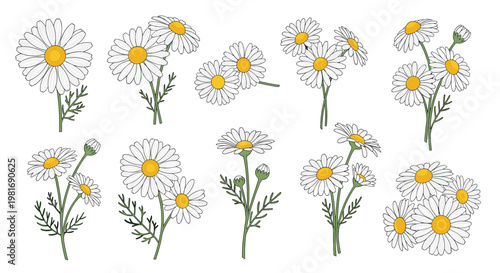 Beautiful set of hand drawn daisy flower bouquets in different arrangements and sizes with green leaves and yellow centers on white.