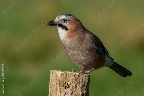 Photos Eichelhäher (Garrulus glandarius)