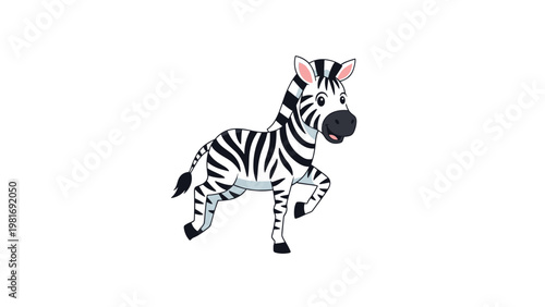 Playful young zebra with classic black and white stripes running joyfully in a white space with its tail up for safari and animal concepts.