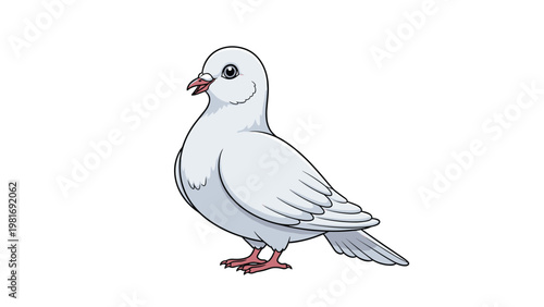 Elegant white pigeon or dove standing peacefully with its head slightly turned on a clean white background for nature and peace concepts.