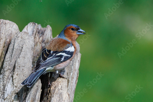 Buchfink (Fringilla coelebs) Männchen