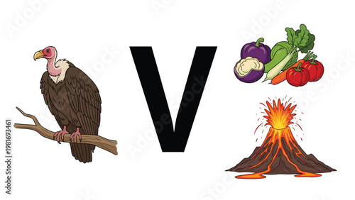 Educational vocabulary illustration featuring a vulture the capital letter V fresh vegetables and an erupting volcano on white.
